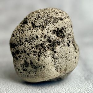 Natural Bioeroded Limestone Fossil – Marine Boring Holes